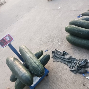 黑皮冬瓜