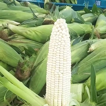 鲜玉米