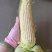 鲜玉米