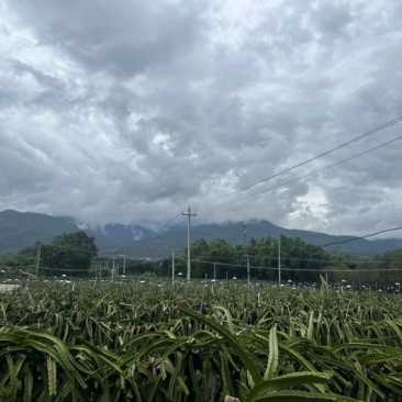 桂红龙靓货出货咯！