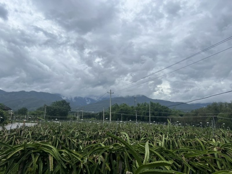 桂红龙靓货出货咯！
