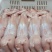 肉兔