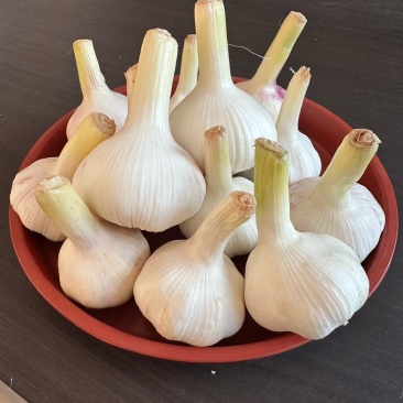 鲜蒜