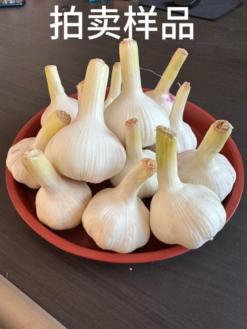 鲜蒜