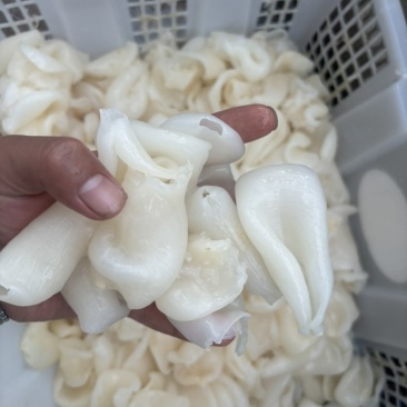 水发鸡蛋胶