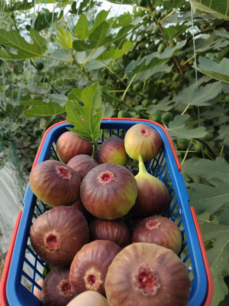 波姬红无花果