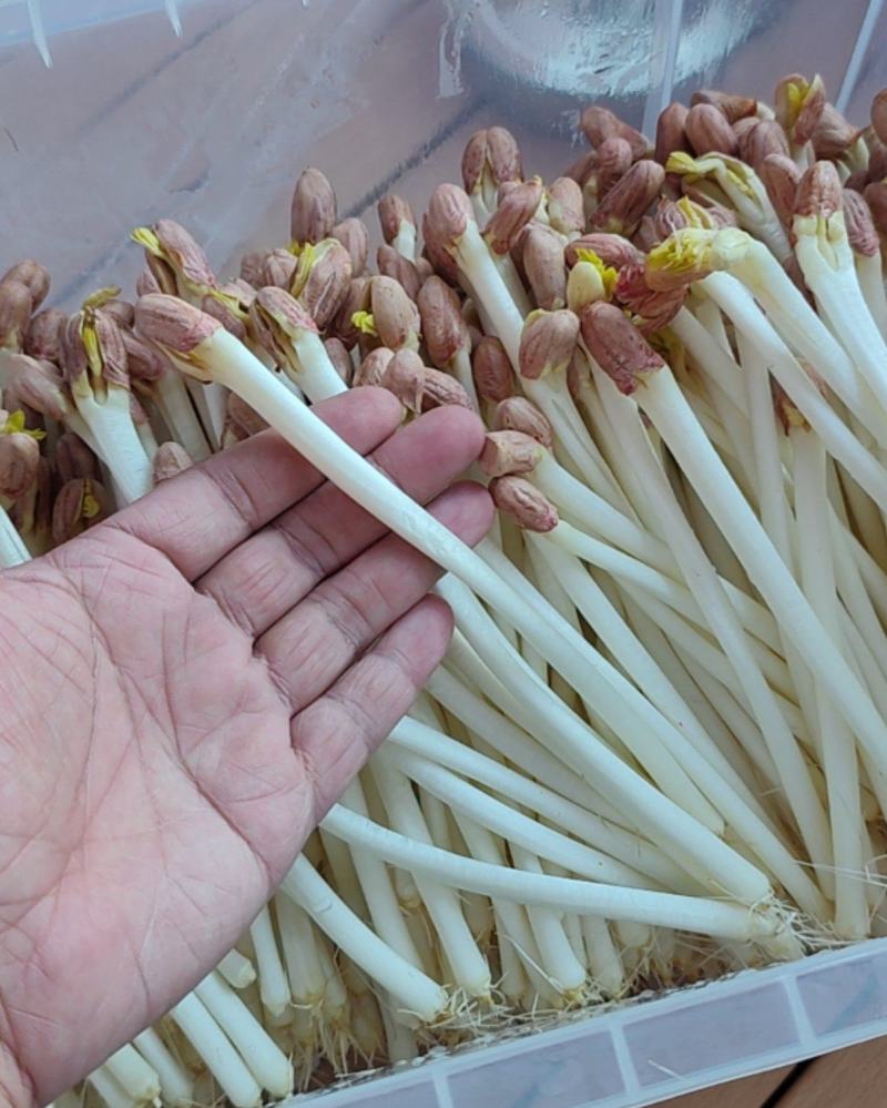 哈尔滨花生芽