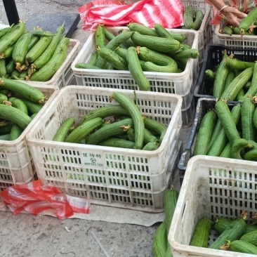 精品香丝瓜