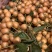正宗郁南无核黄皮