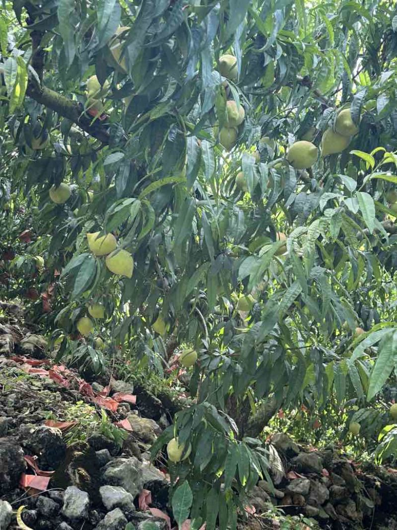 高山鹰嘴桃承接代办欢迎老板联系