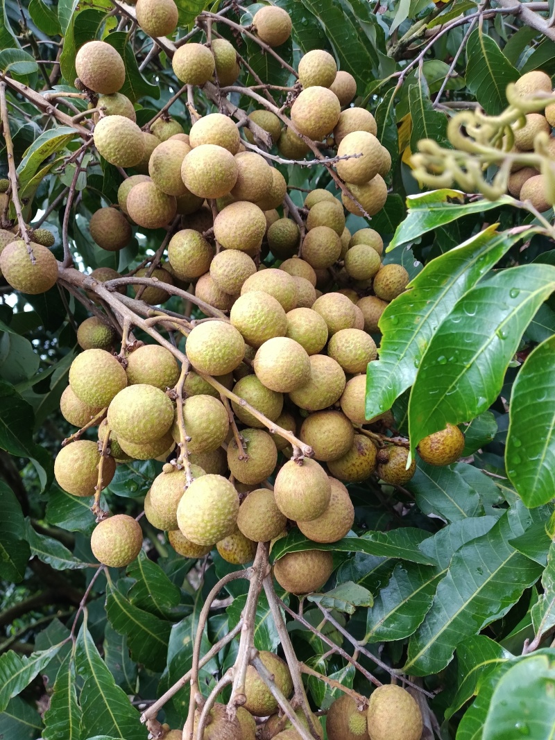 石硖龙眼