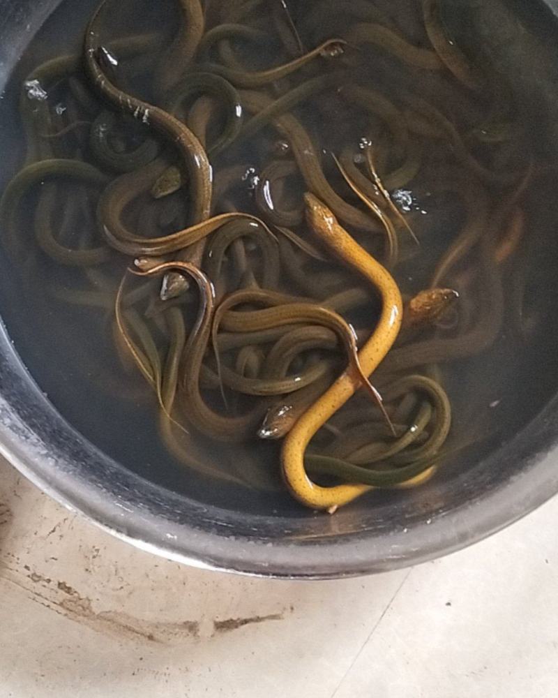 黄鳝