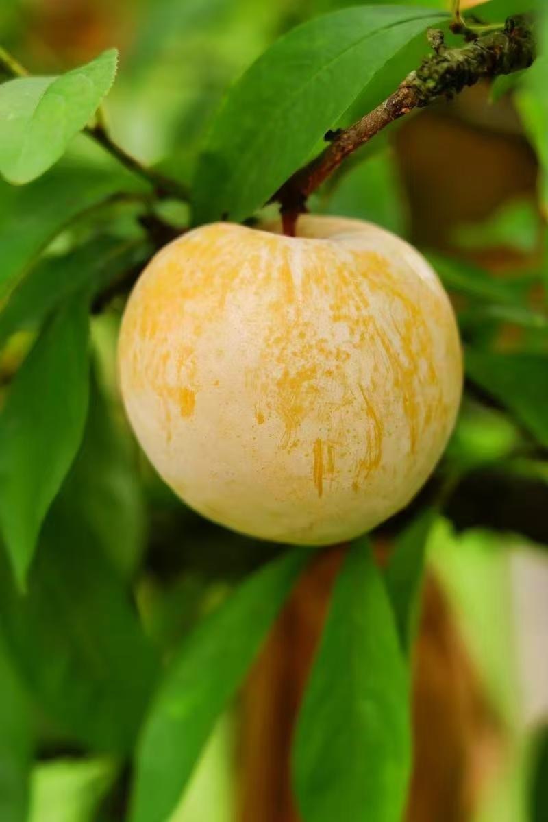 黄金奈李