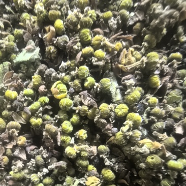 浙江干吴茱萸