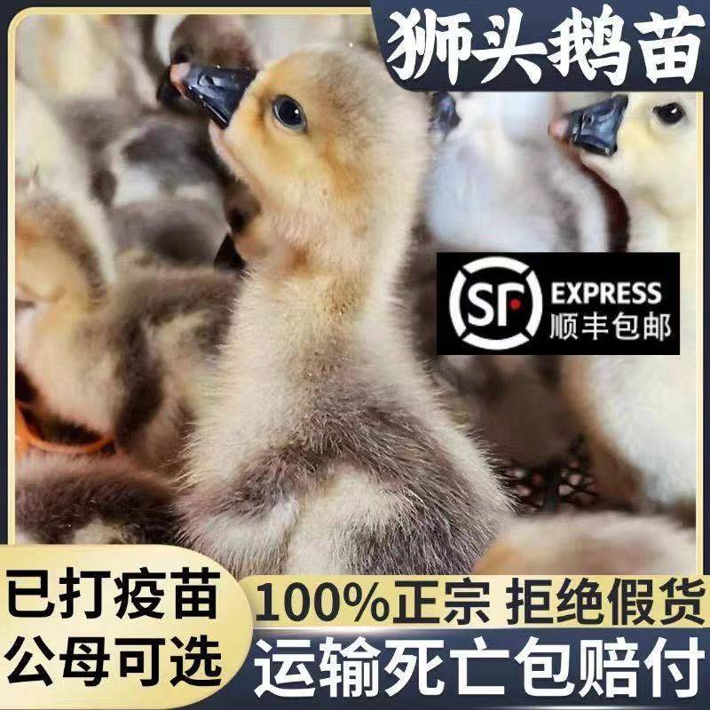 【100%对版】正宗狮头鹅特大纯种狮头鹅小苗现货