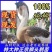 【100%对版】正宗狮头鹅特大纯种狮头鹅小苗现货