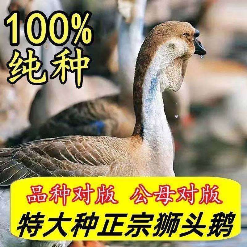 【100%对版】正宗狮头鹅特大纯种狮头鹅小苗现货
