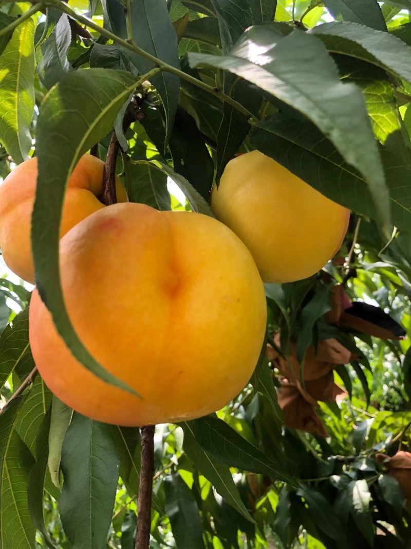 黄金水蜜桃