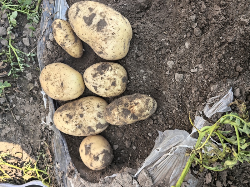 沃土土豆大量上市价格0.35左右