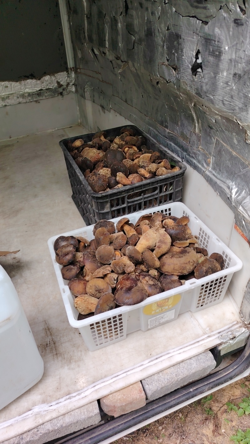 贵州野生黑牛肝菌
