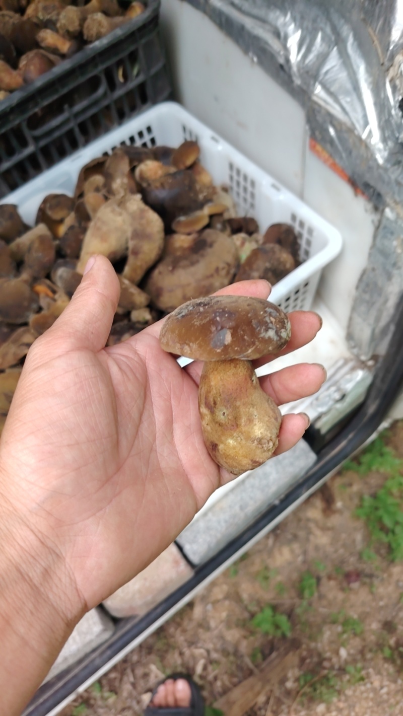 贵州野生黑牛肝菌