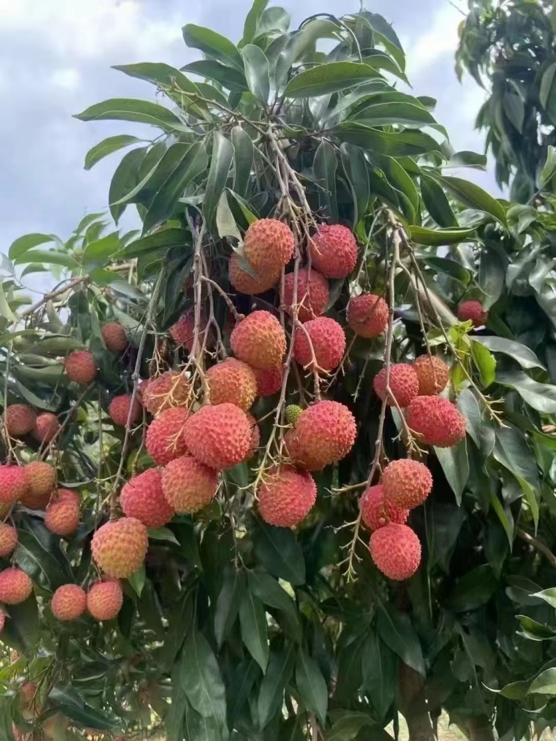广州从化温泉桂味