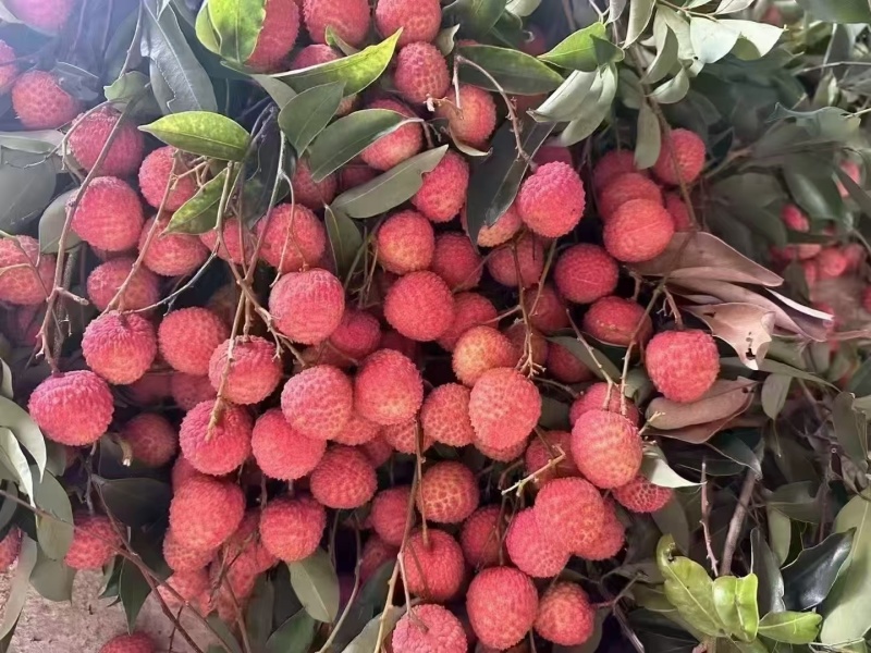 广州从化温泉桂味