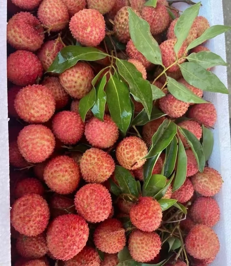 广州从化温泉桂味