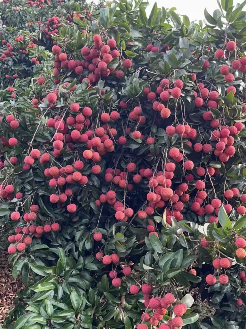 广州从化温泉桂味