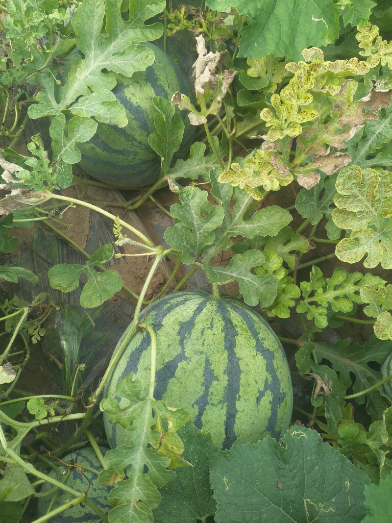 冰糖麒麟西瓜