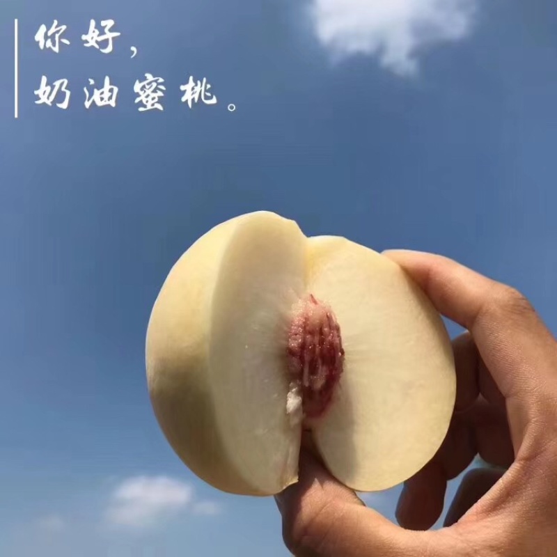 山东蒙阴白桃