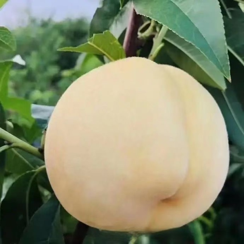 山东蒙阴白桃
