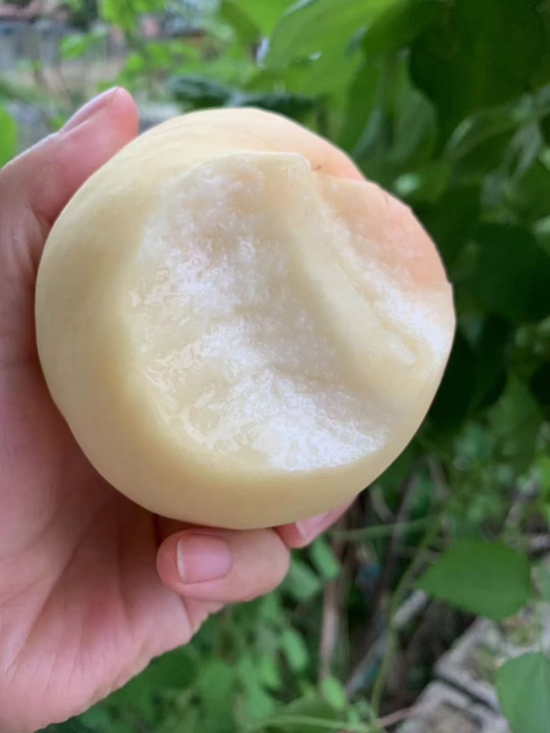 山东蒙阴白桃