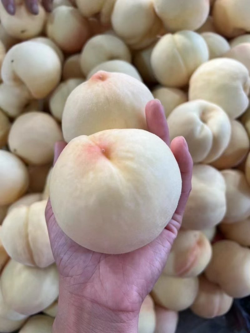 山东蒙阴白桃