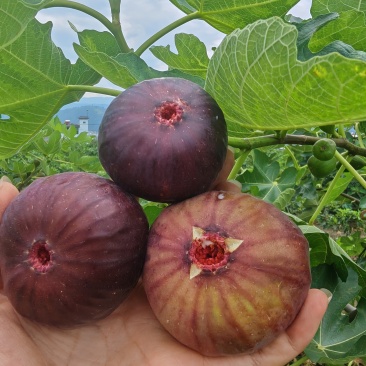 订单不听，包装规格齐全