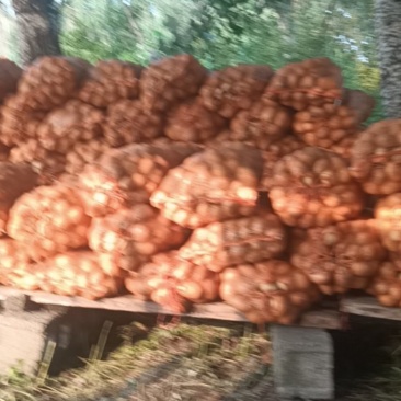 出售黄心土豆联系电话***********微信同步