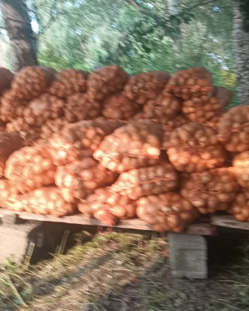 出售黄心土豆联系电话***********微信同步
