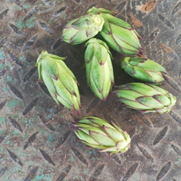 霸王花