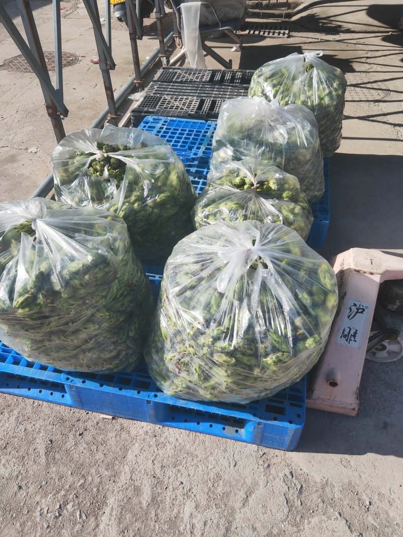 霸王花