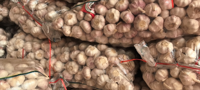 【精选】邳州大蒜产区直发对接农户保质保量价钱可谈发货