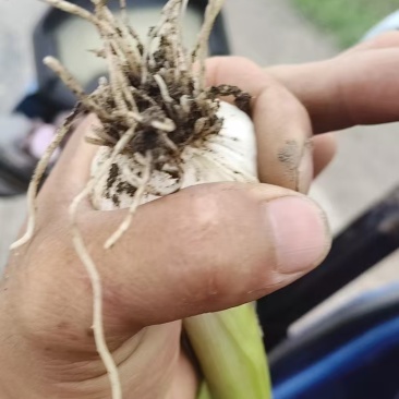 黑龙江青蒜