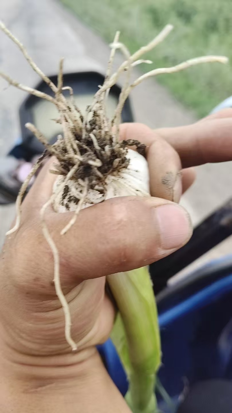 黑龙江青蒜