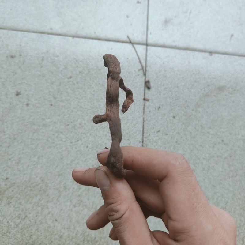 炕货骨碎补