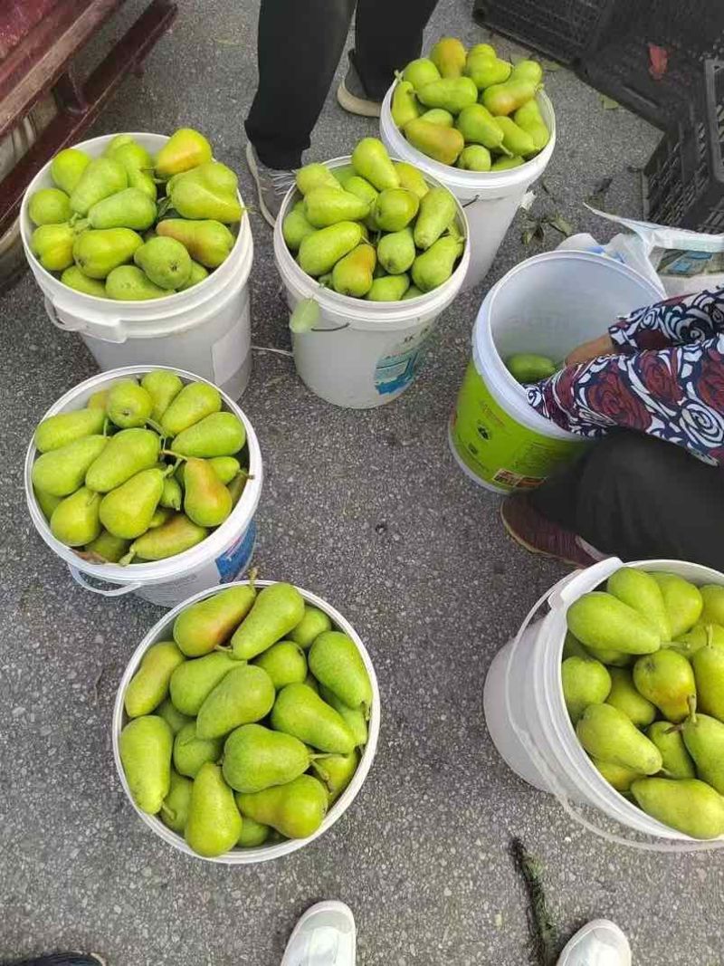 太婆梨