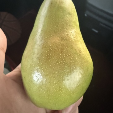 太婆梨