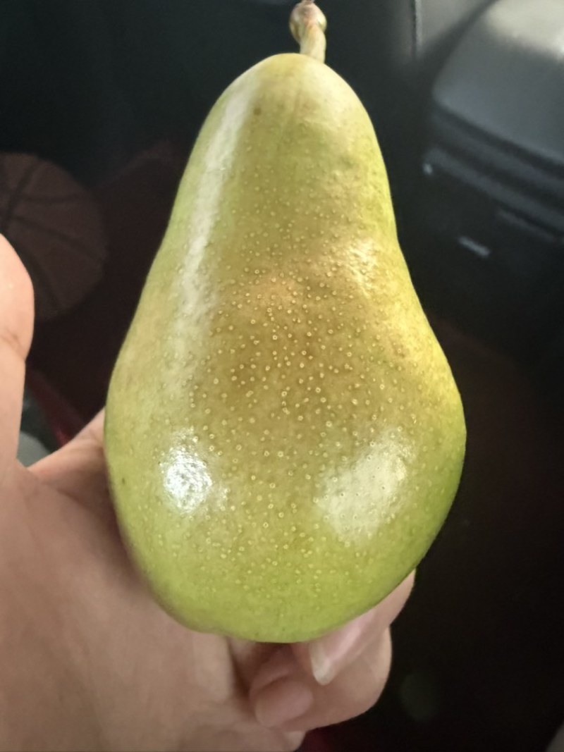 太婆梨