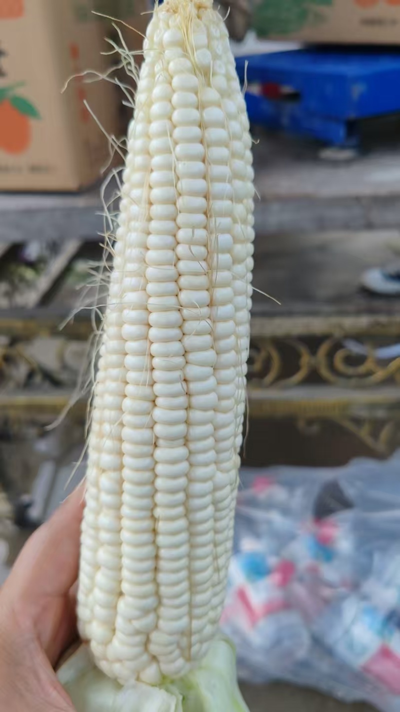 甜糯玉米