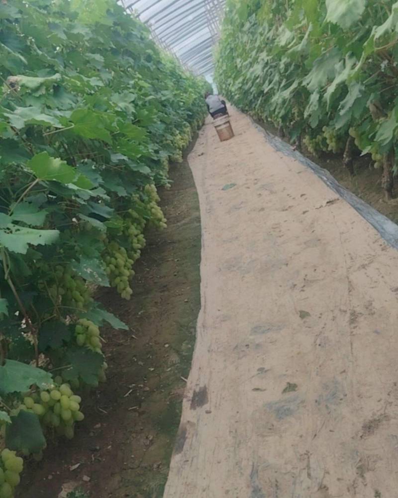 维多利亚葡萄
