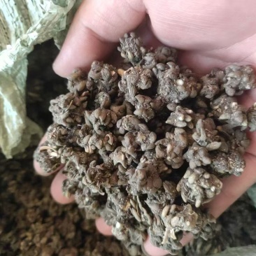 新货猫爪草