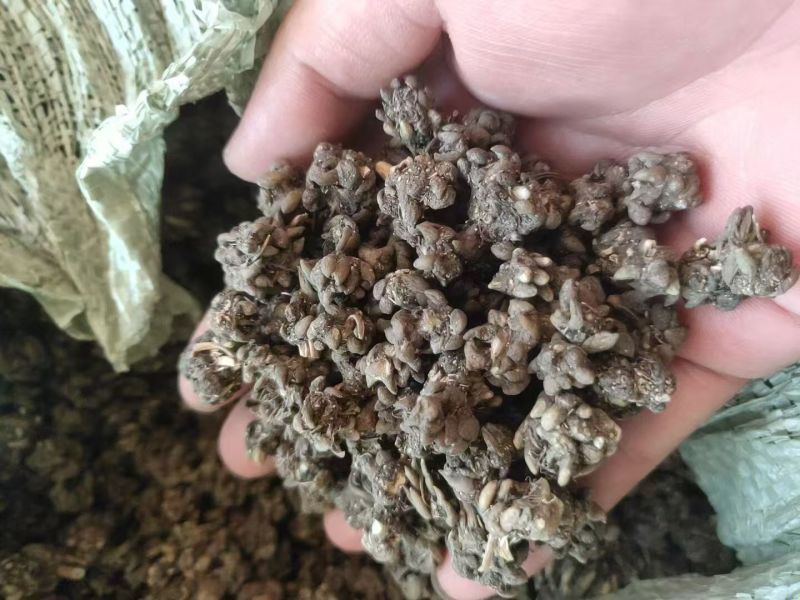 新货猫爪草